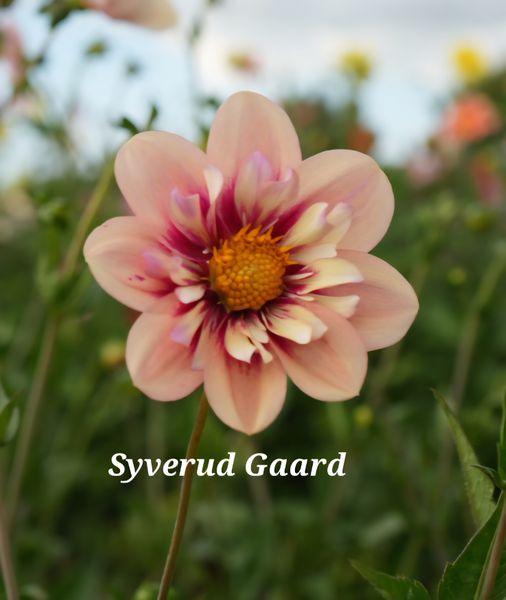 Hovedbilde Dahlia Rhubarb & Custard Nyhet 2026