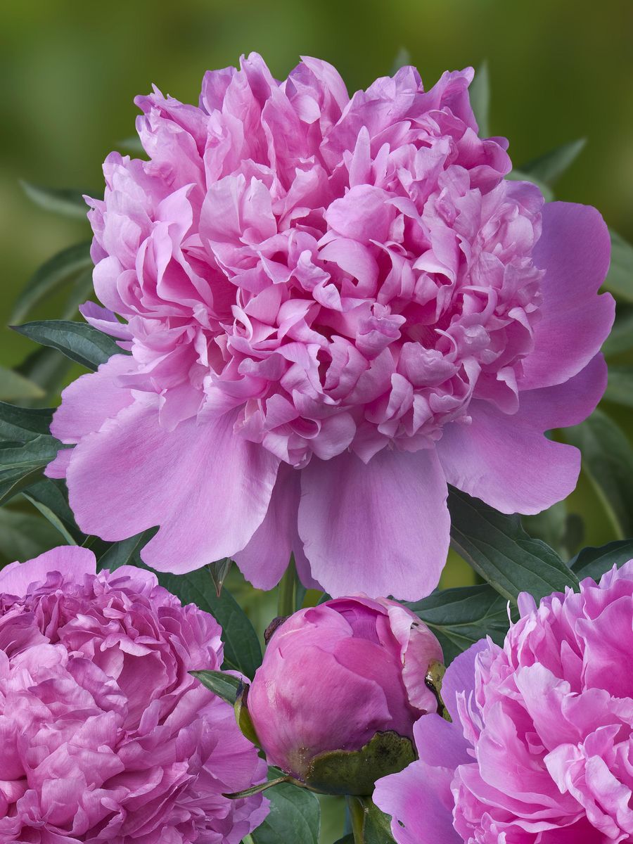 Paeonia Monsieur Jules Elie 
