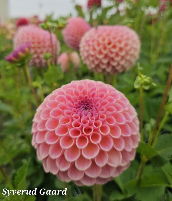 Hovedbilde Dahlia Jowey Winnie 