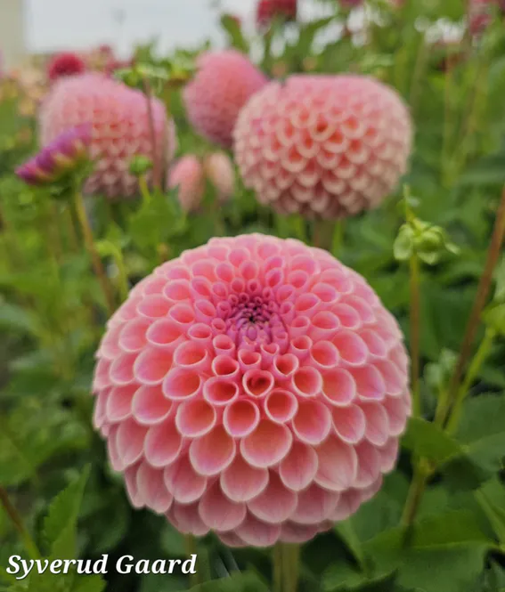 Hovedbilde Dahlia Jowey Winnie 