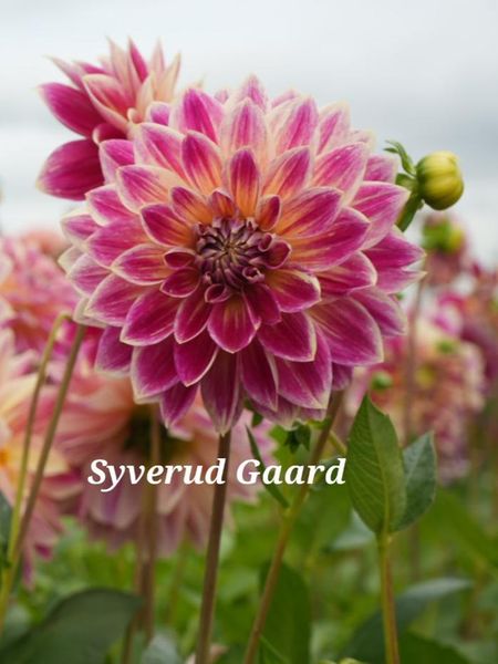 Hovedbilde Dahlia Temple of Beauty