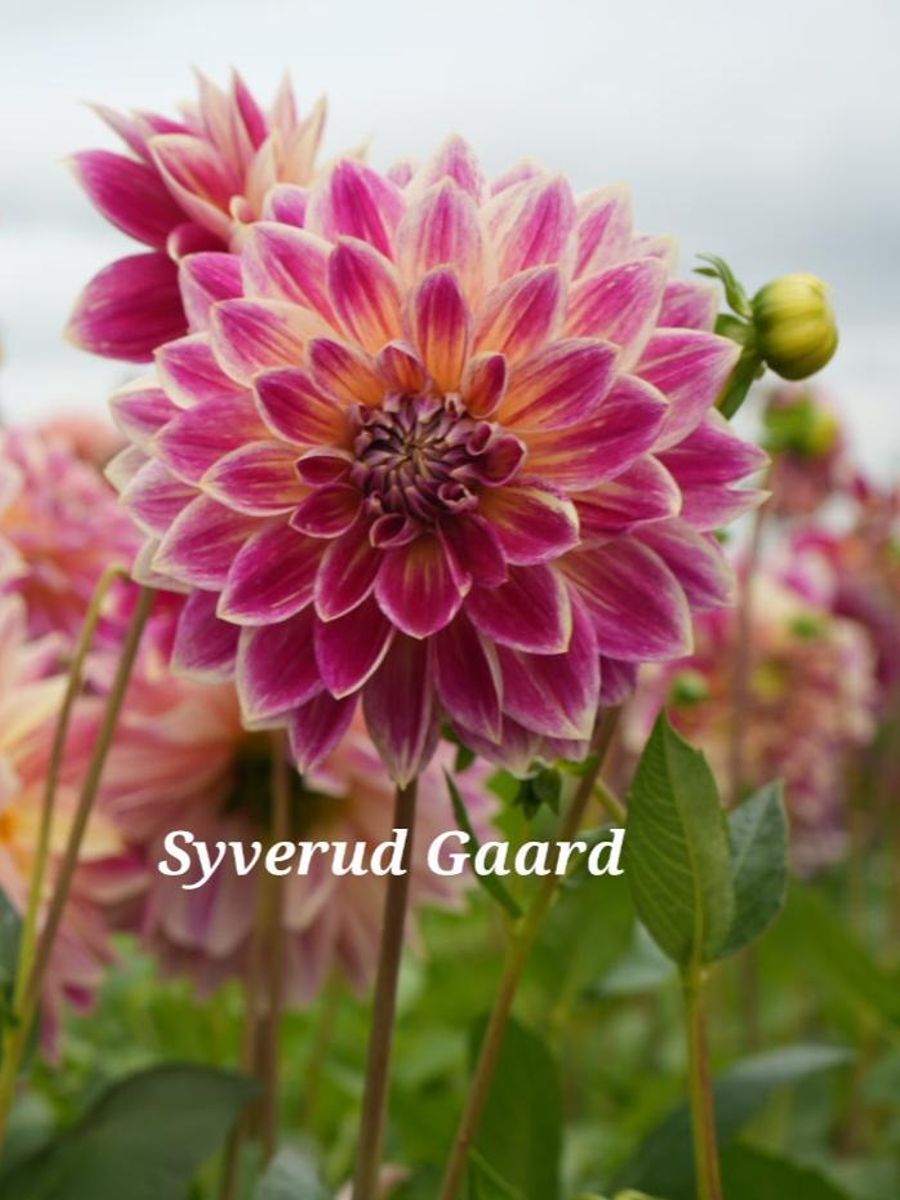 Dahlia Temple of Beauty