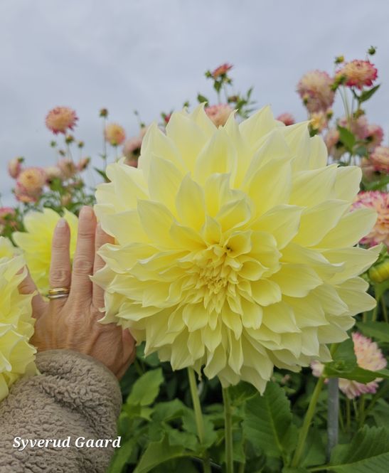 Hovedbilde Dahlia Kelvin Floodlight 