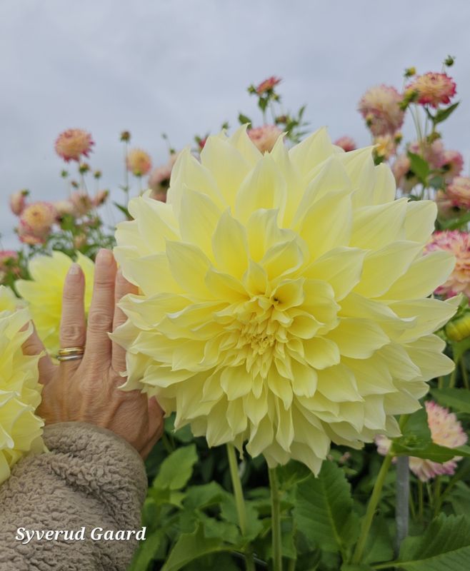 Dahlia Kelvin Floodlight 