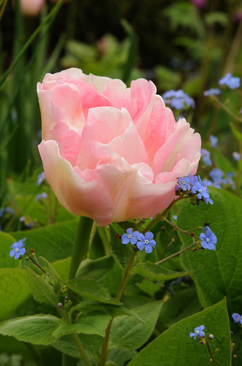 Tulipan Angelique 5 stykk 