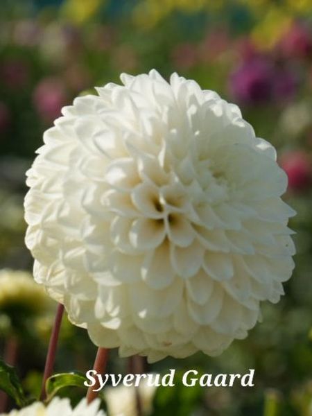 Hovedbilde Dahlia Caro Nyhet 2026