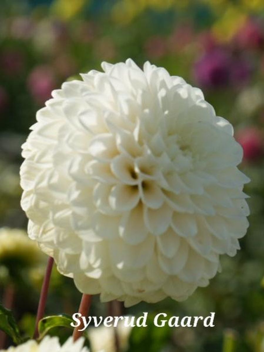 Dahlia Caro Nyhet 2026