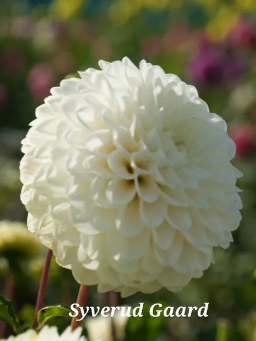 Hovedbilde Dahlia Caro 