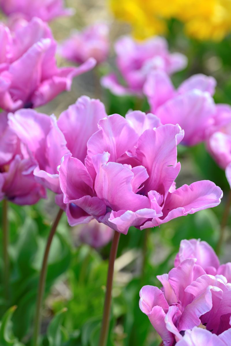 Tulipan James Last 5 stykk Nyhet