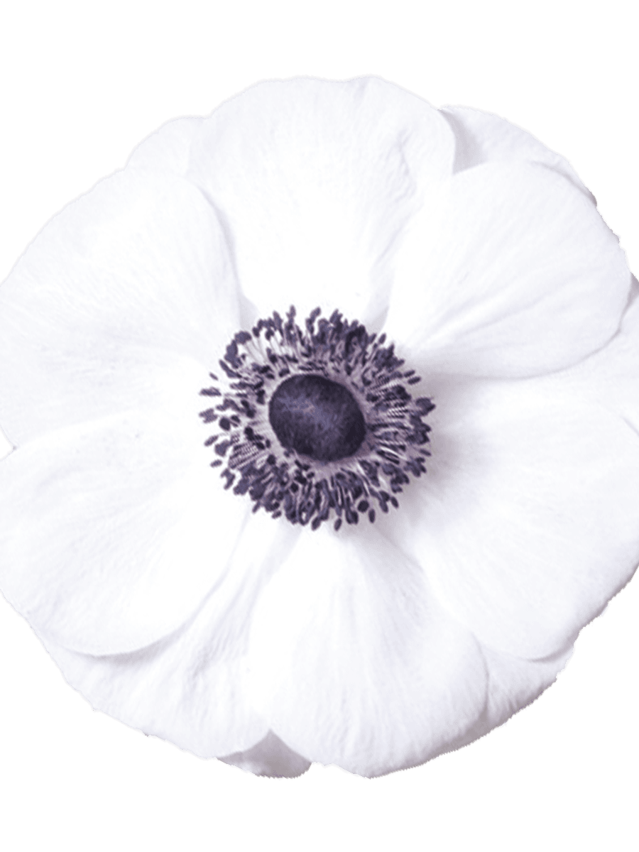 Anemone MISTRAL PLUS® Panda 5 stykk Nyhet