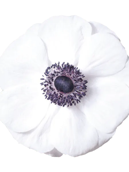 Hovedbilde Anemone MISTRAL PLUS® Panda 5 stykk Nyhet