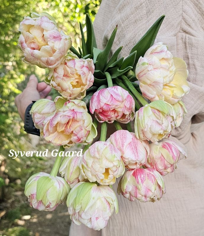 Tulipan Sprinkle Dip 5 stykk 