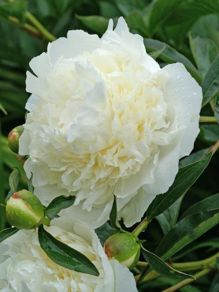 Hovedbilde Paeonia Duchesse de Nemours størrelse 6/8