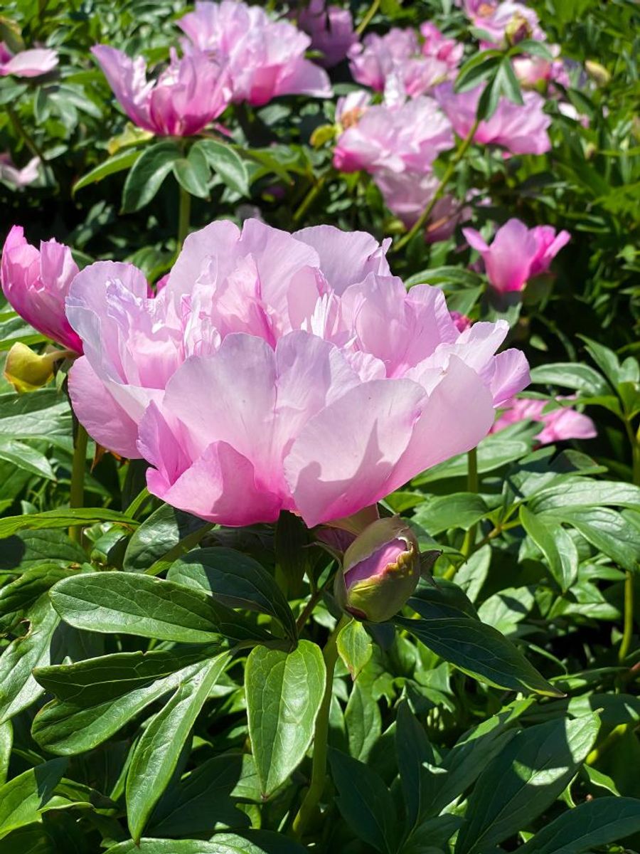 Paeonia Itoh First Arrval Nyhet