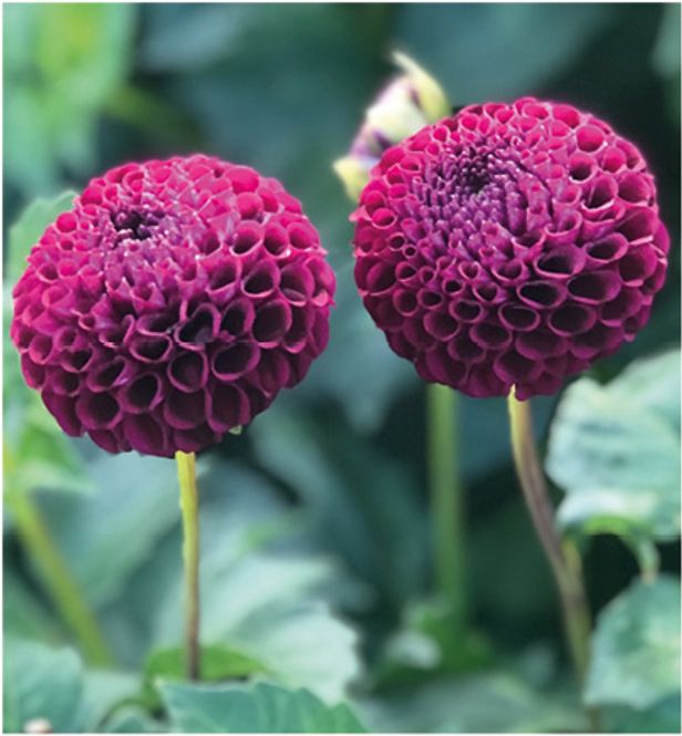 Hovedbilde Dahlia Moorplace 