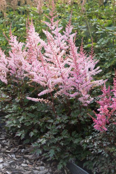 Hovedbilde Astilbe Delft Lace 1 stykk  Nyhet