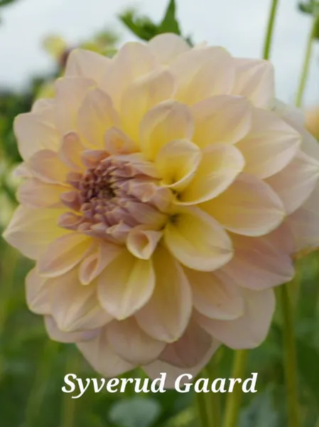 Hovedbilde Dahlia Alloway Cottage Nyhet 2026