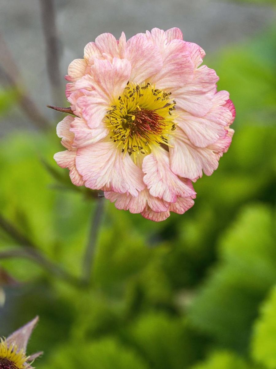 Geum Mai Tai  1 stykk 