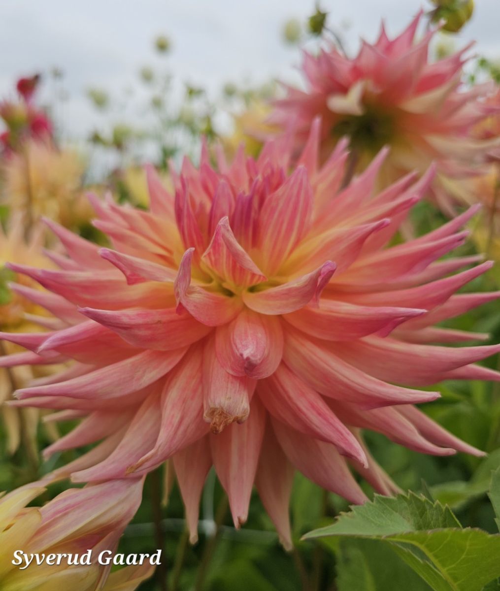 Dahlia Penhill Autumn shade 