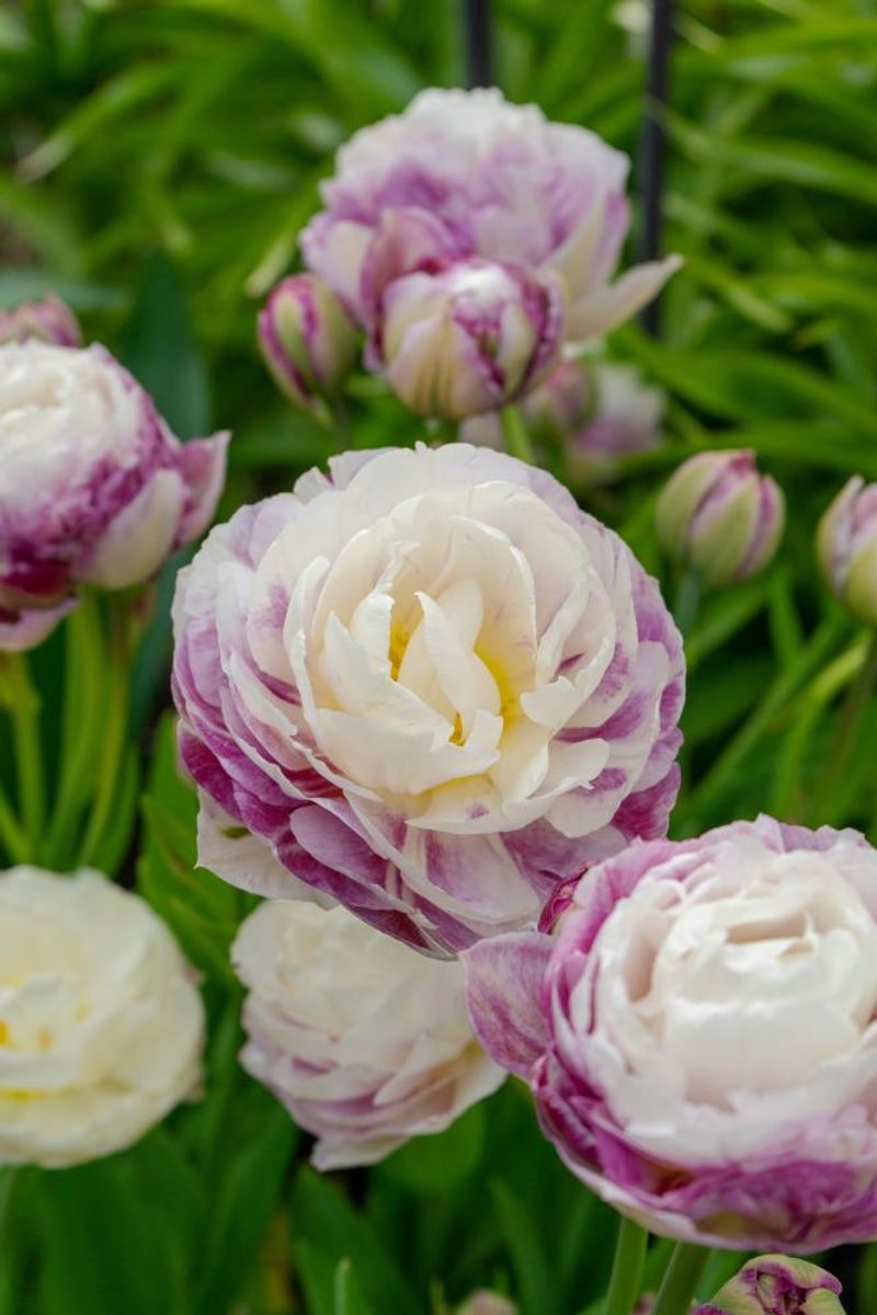 Tulipan Double Surprise 5 stykk 