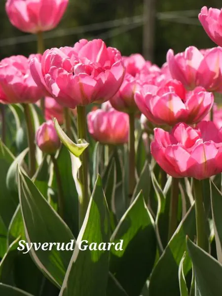 Hovedbilde Tulipan Beth Heart 10 stykk