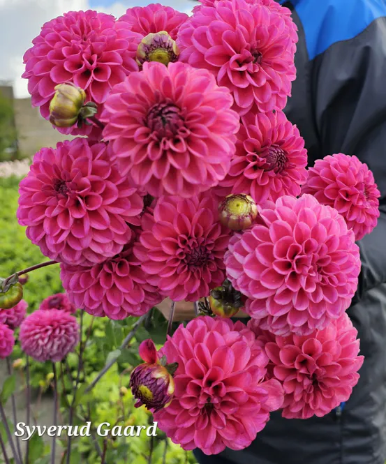 Hovedbilde Dahlia Bazuin Pink 