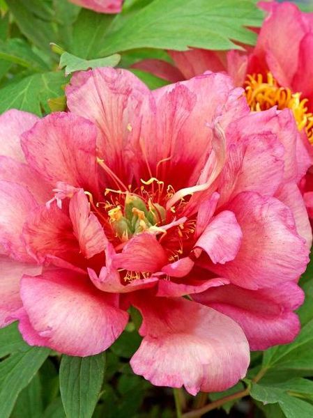 Hovedbilde Paeonia Itoh Hillary 