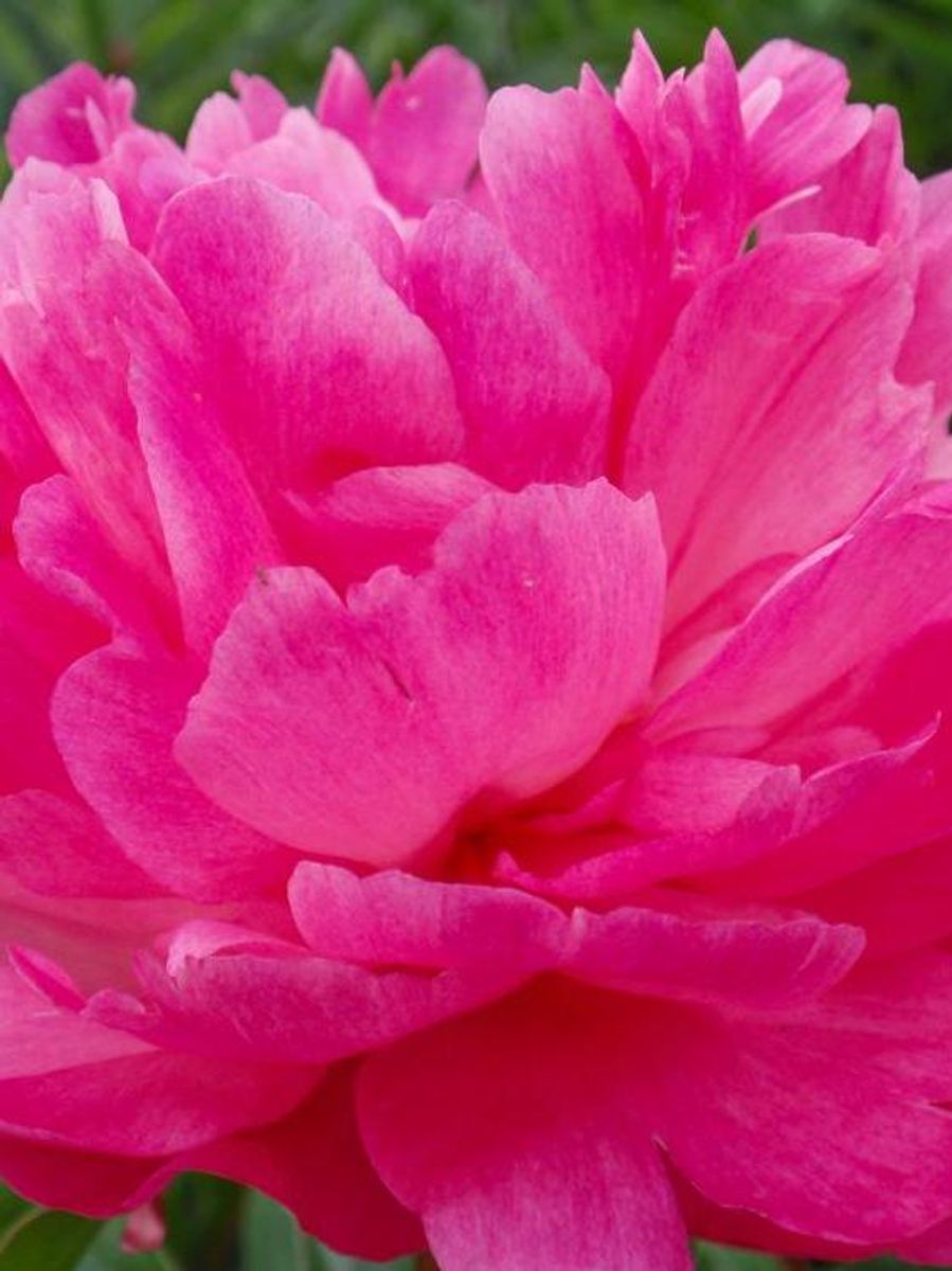 Paeonia Madame Emile Debatène Nyhet