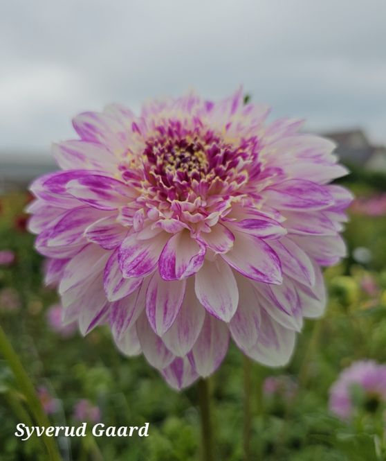 Hovedbilde Dahlia Que Sera 