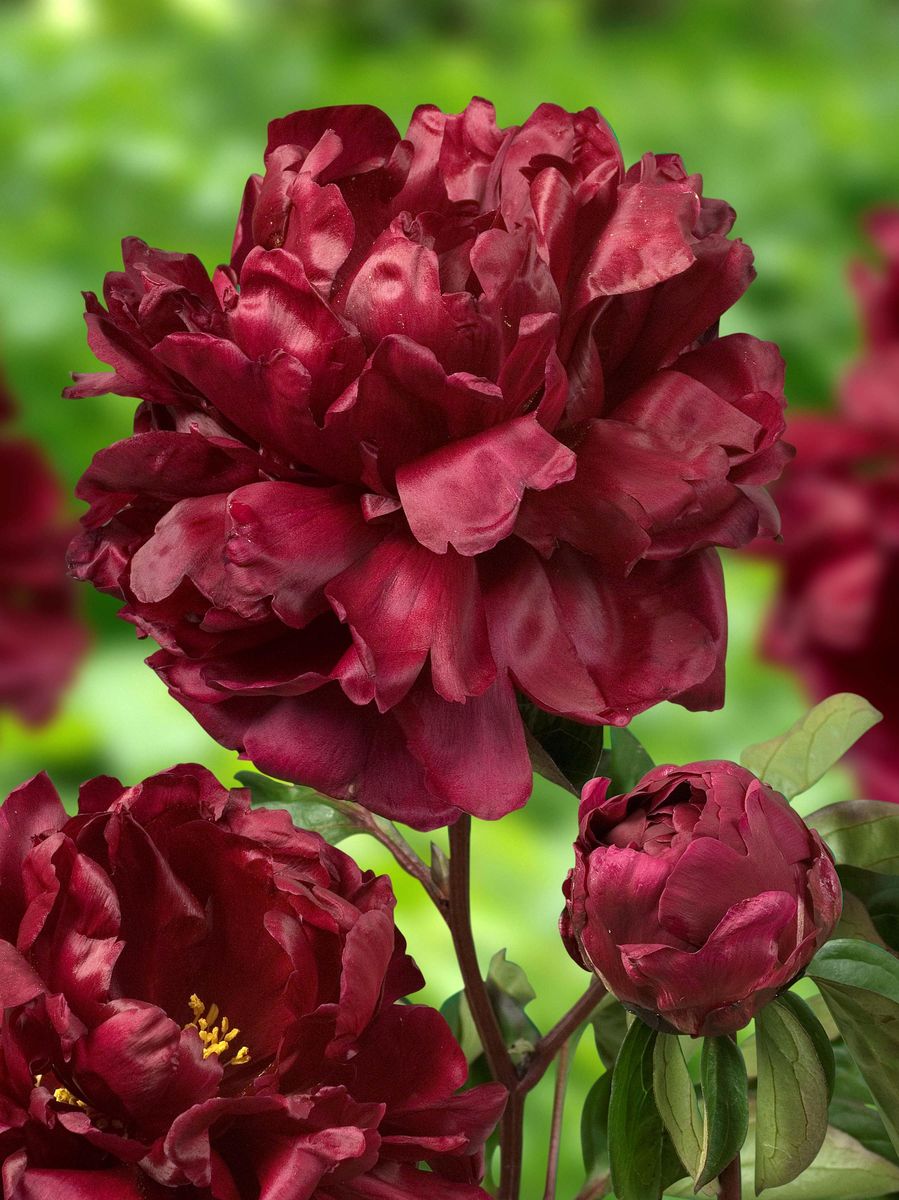 Paeonia Francoise Ortegat Nyhet