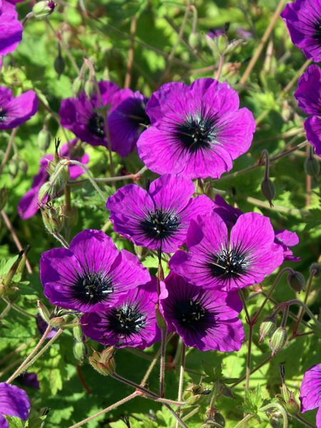 Hovedbilde Geranium Dragon Hart 1 stykk  Nyhet 