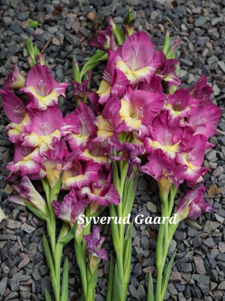 Hovedbilde Gladiolus Stereo 7 stykk 