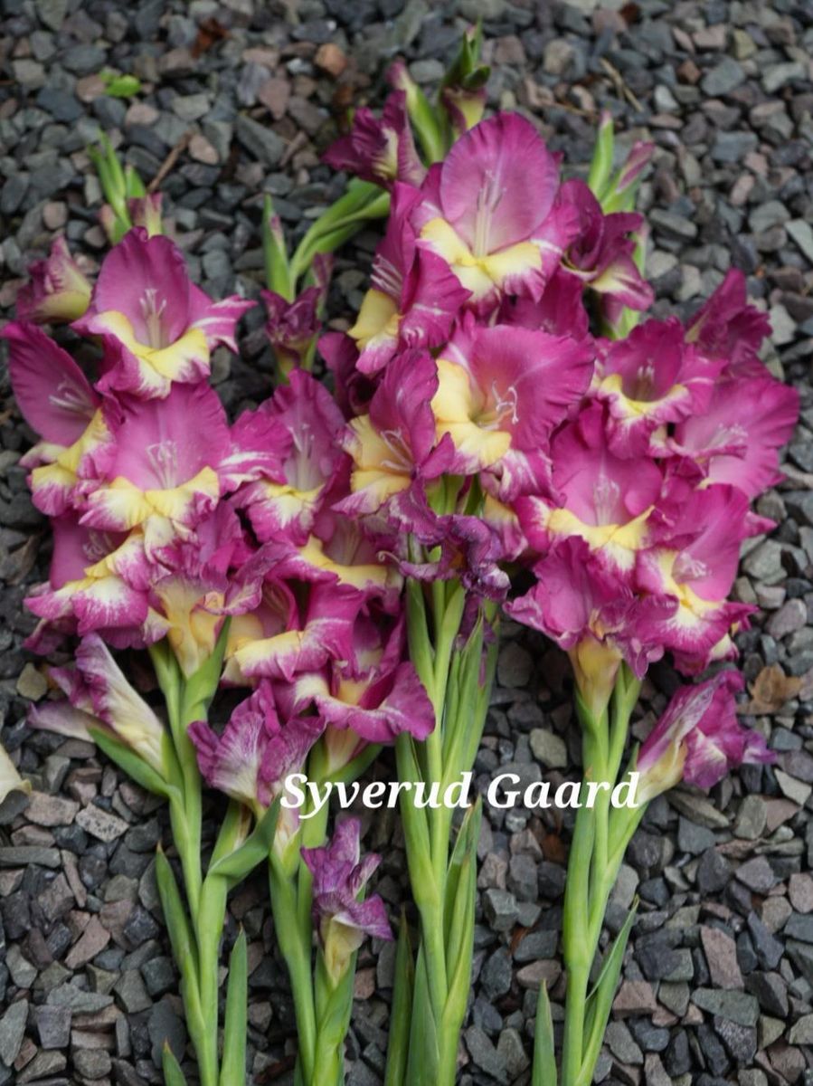 Gladiolus Stereo 7 stykk 