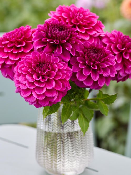 Hovedbilde Dahlia Dylan Magenta Nyhet 2027