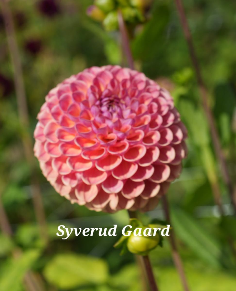 Dahlia Ghislaine/Cornel Antique Nyhet 2026