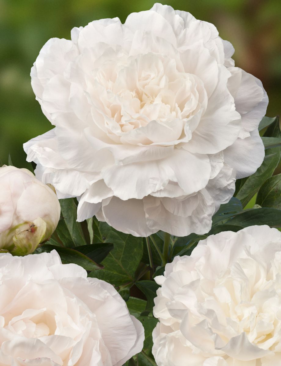 Paeonia Mothers Choice Nyhet