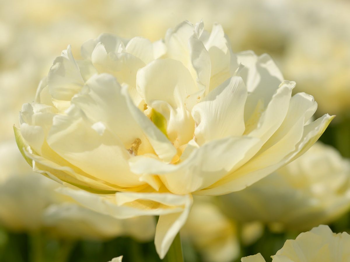 Tulipan Avant Garde 5 stykk