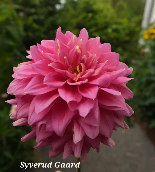 Hovedbilde Dahlia Anne Claire  