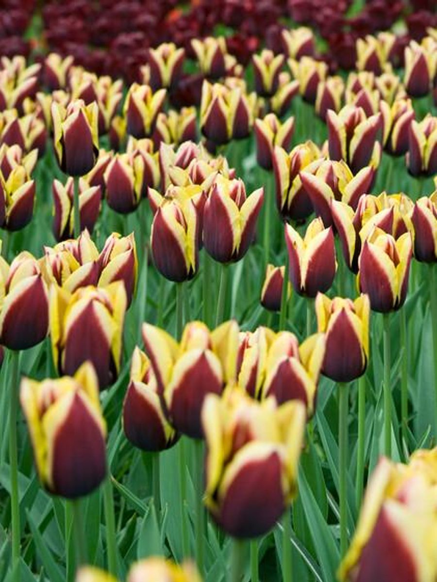 Tulipan Gavota 10 stk 