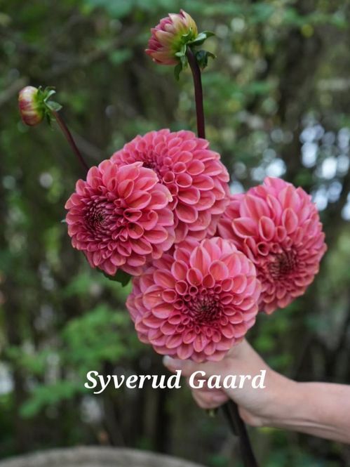 Hovedbilde Dahlia Ariston 