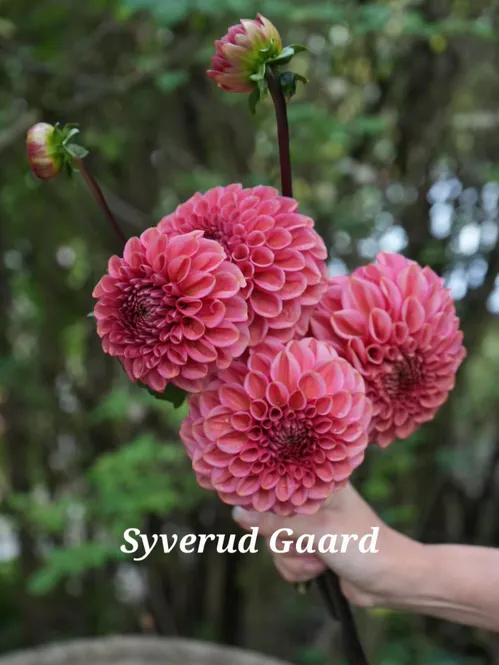 Hovedbilde Dahlia Ariston 
