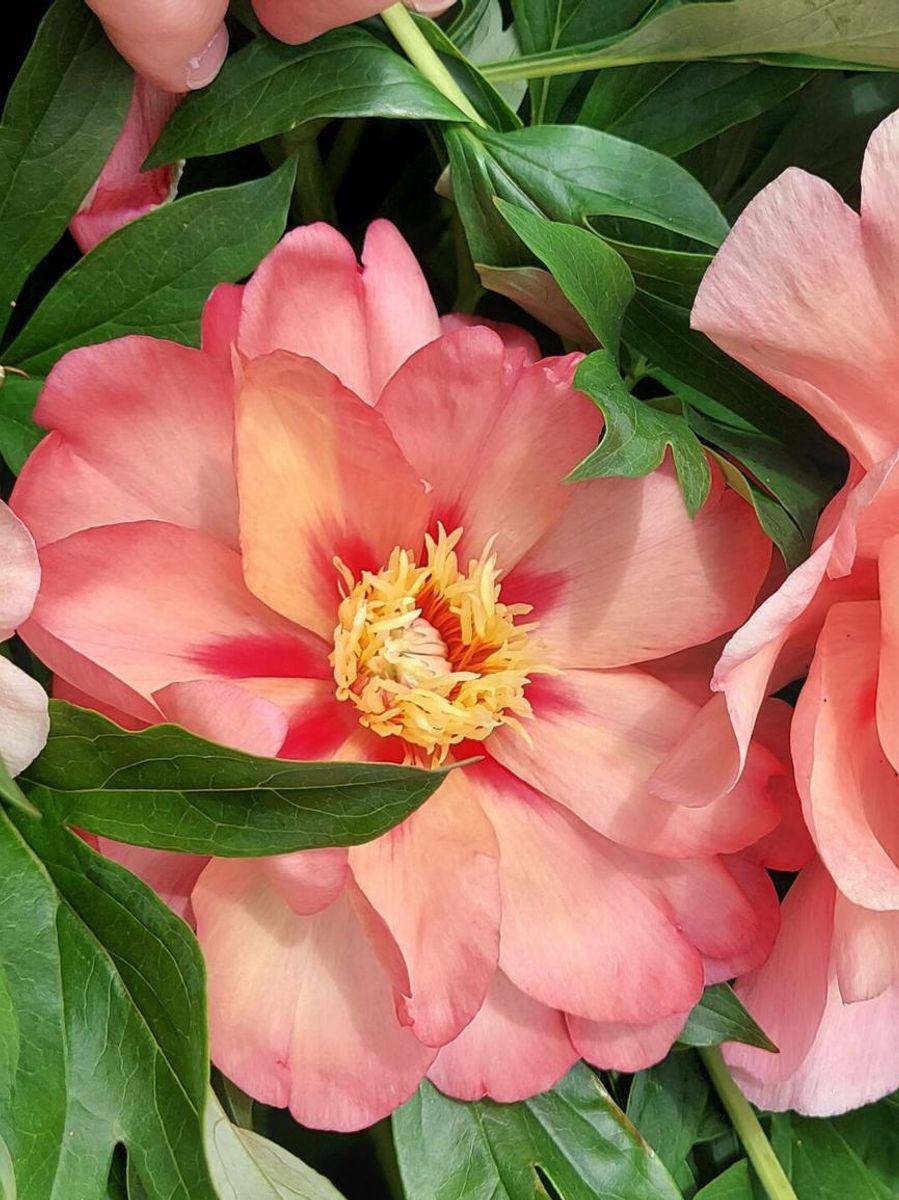 Paeonia Itoh Magical Mystery Tour