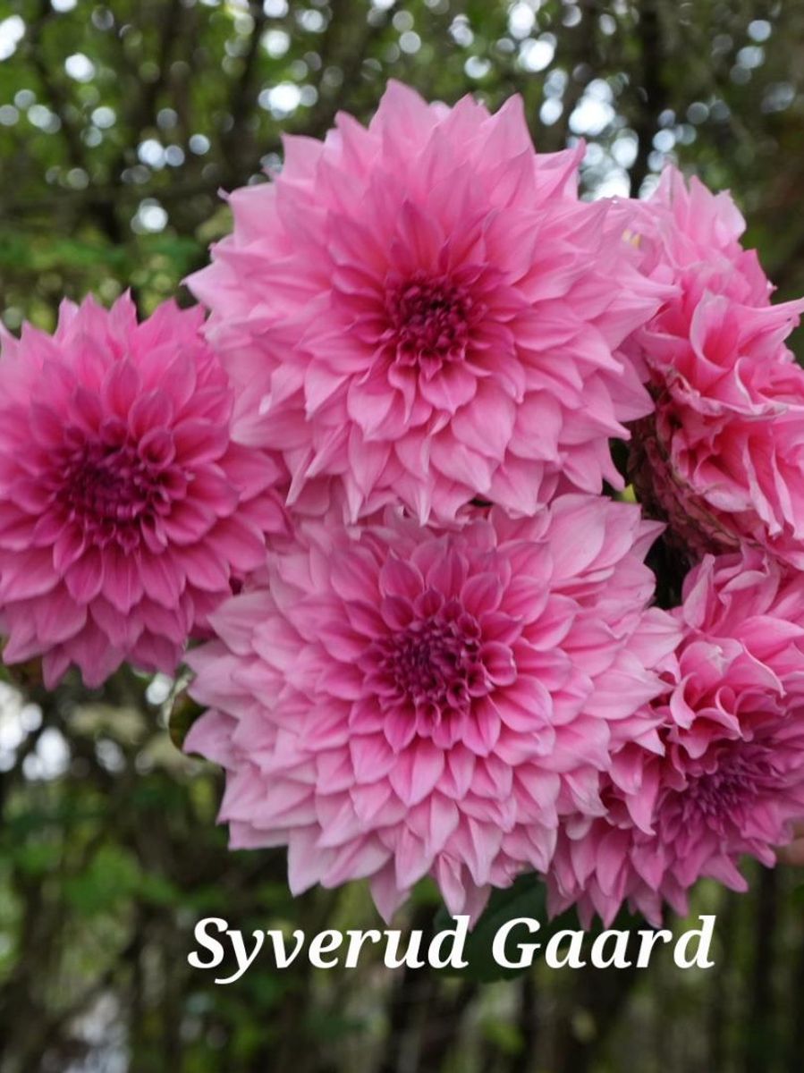 Dahlia Café Au Lait Rosé 