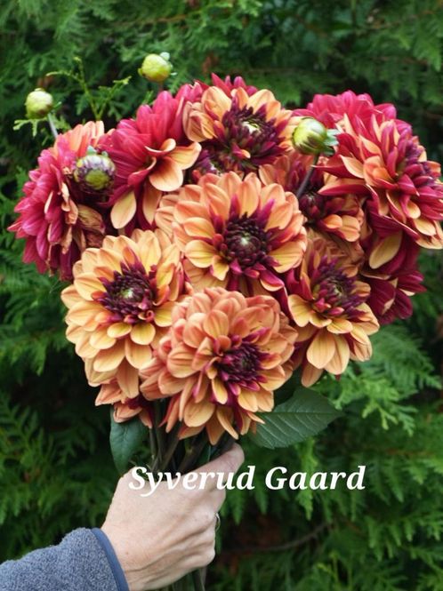 Hovedbilde Dahlia Glossy Maracana