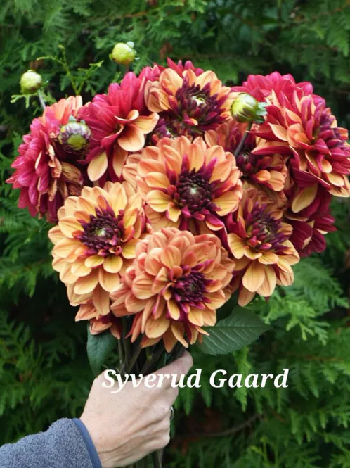 Hovedbilde Dahlia Glossy Maracana