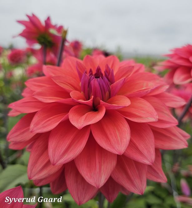 Hovedbilde Dahlia American Dawn 