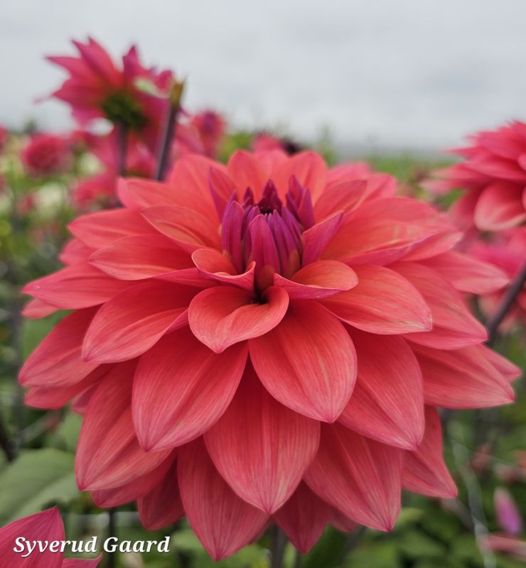 Dahlia American Dawn 