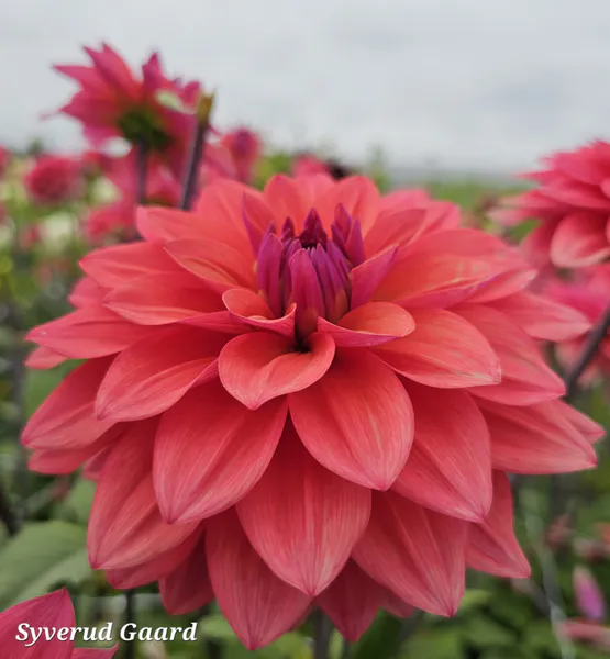 Hovedbilde Dahlia American Dawn 