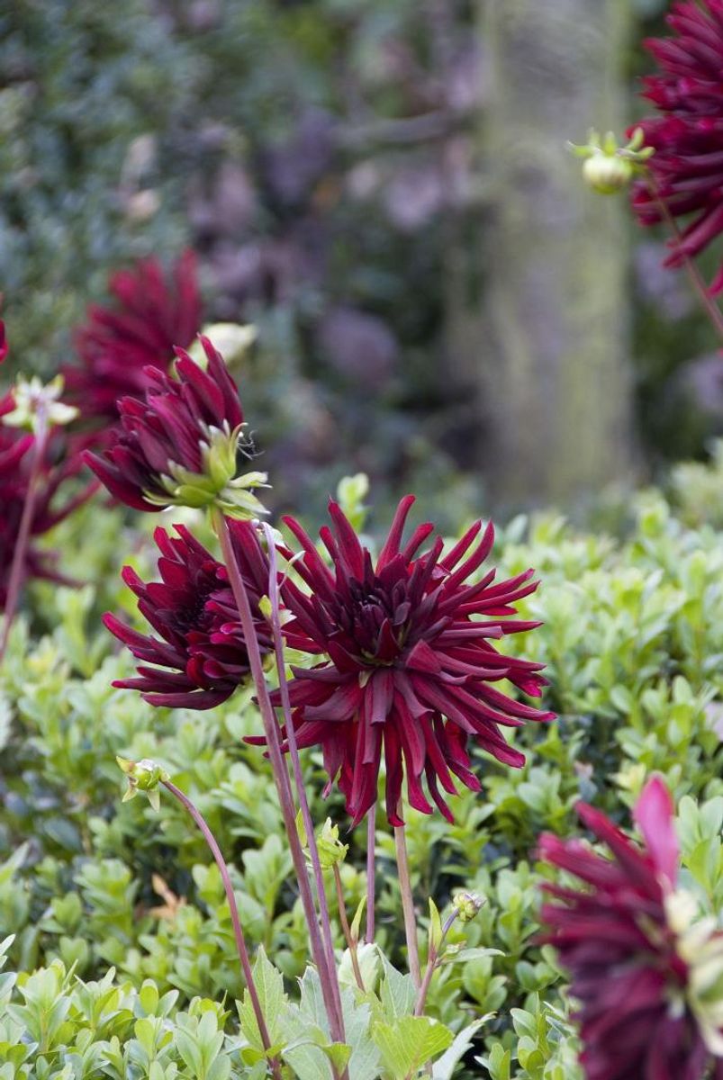 Dahlia Nuit d’Ete Nyhet 2026