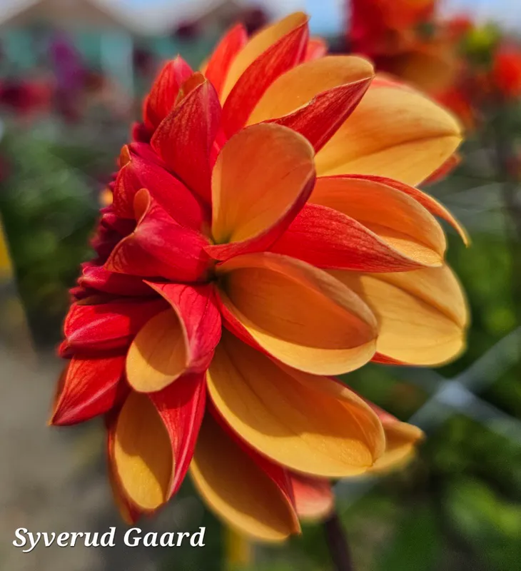 Dahlia American Sunset
